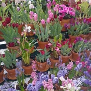 Meet your Posher, Charlene